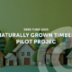Naturally Grown Timber Pilot Project
